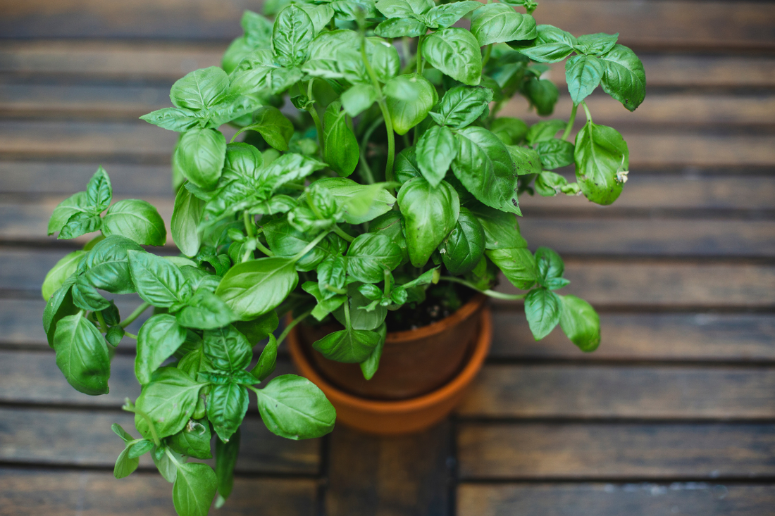 Fresh Basil, a Stone Oven, and the Best Pizza You'll Make This Season