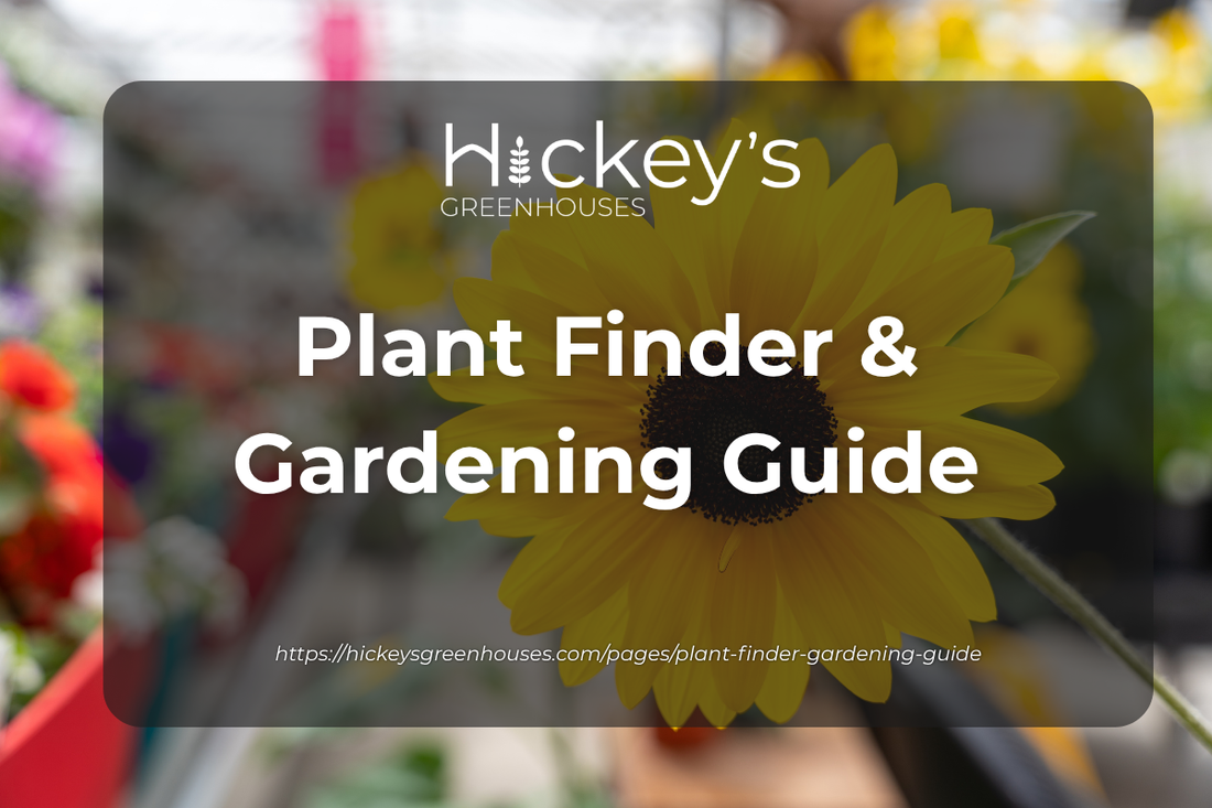 An image of a daisy. The text reads as Hickey's Greenhouses Plant Finder and Gardening Guide.