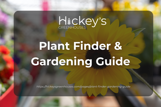 An image of a daisy. The text reads as Hickey's Greenhouses Plant Finder and Gardening Guide.