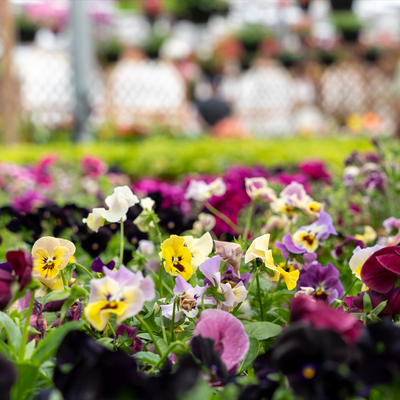 Colourful annuals at Hickey's Greenhouses