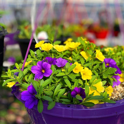 Custom-grown hanging basket at Hickey's Greenhouses