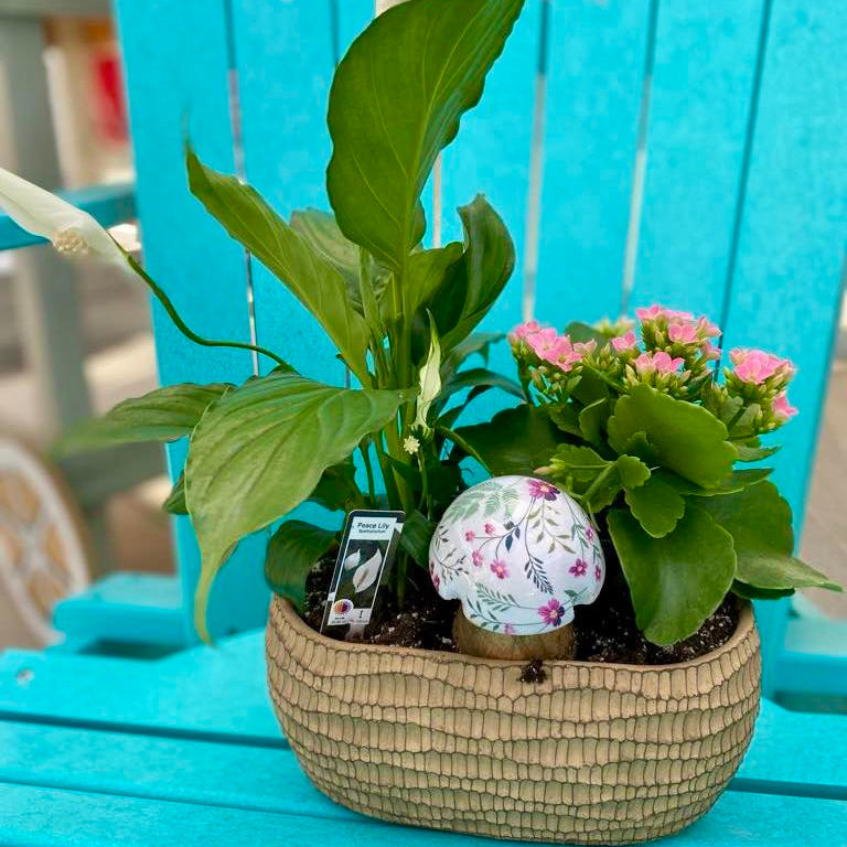 Two potted plants on a blue chair with a turquoise background