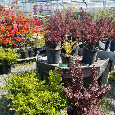 Perennials growing at Hickey's Greenhouses in Kelligrews