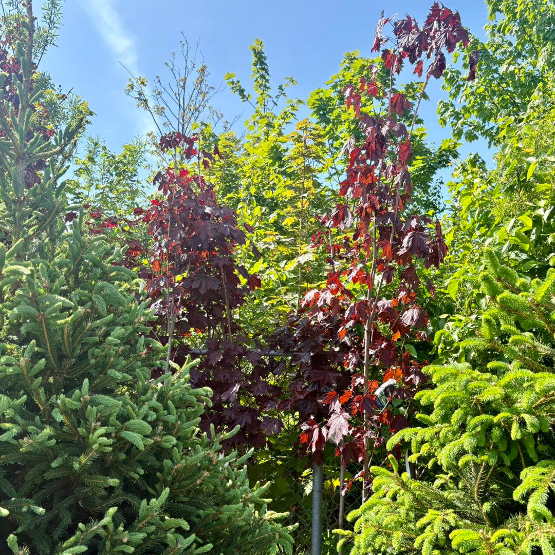 Tree with red and green leaves among evergreen trees