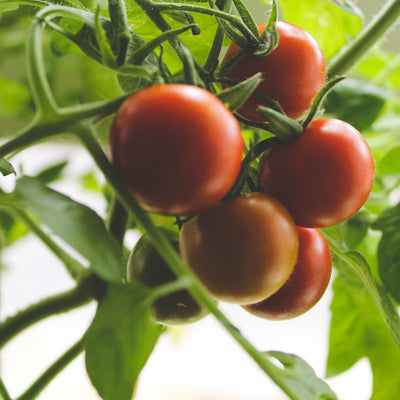 Ripe tomatoes — vegetables grown for Newfoundland's short season